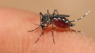 A qué temperatura muere el mosquito del dengue