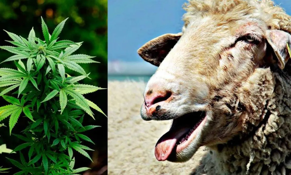 "Saltaban más que las cabras": un rebaño de ovejas se comió 300 kilos de marihuana